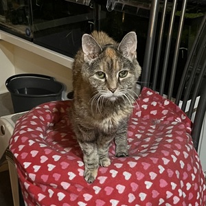 Fundraising Page: Abigail Marvin